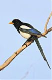 Yellow-billed Magpieborder=